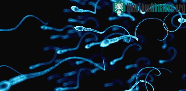 Những người đàn ông đẹp trai, khuôn mặt nam nam tính, chất lượng tinh trùng có thể không được bằng những người đàn ông bình thường. (ảnh minh họa).