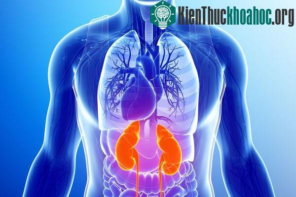 Lá lách được coi là một phần quan trọng của hệ miễn dịch.