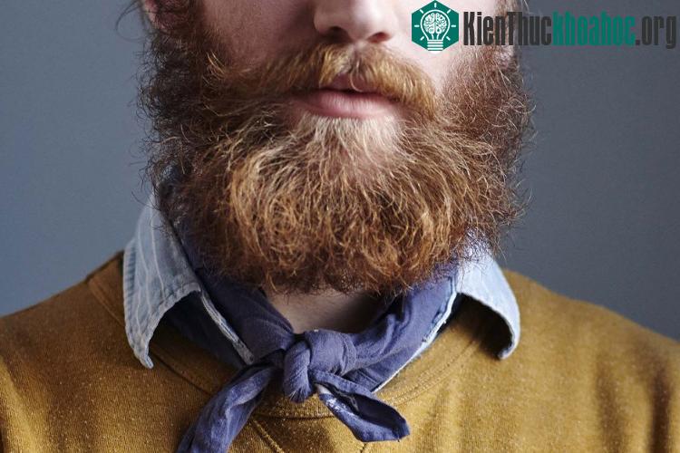 Có những bộ râu chứa lượng vi khuẩn lớn đến mức không thể tưởng tượng.