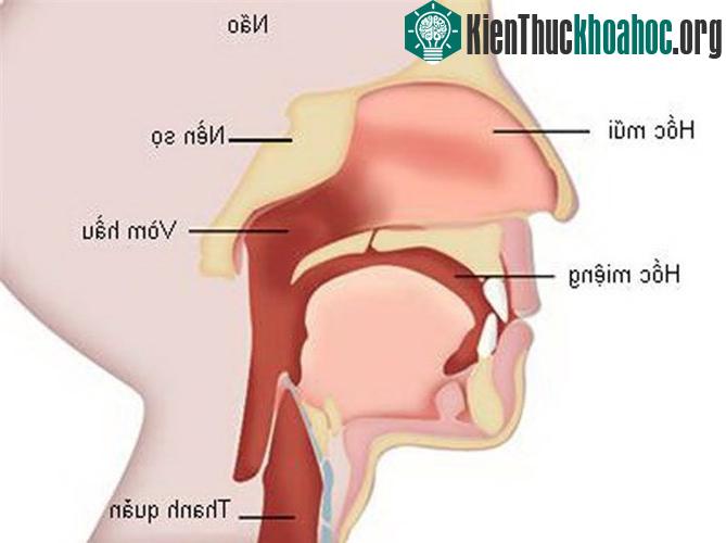 Một số vị trí phát sinh ung thư ở vùng đầu - cổ. (Ảnh: ungbuou).