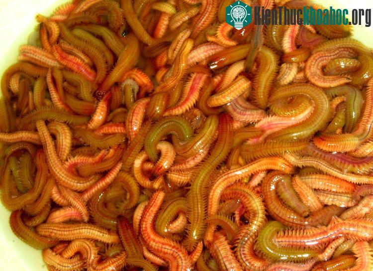 Rươi thuộc họ giun đốt, thân có nhiều lông, là thực phẩm rất bổ dưỡng.
