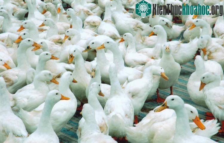 Chủng virus này có khả năng lây nhiễm cao ở gia cầm.