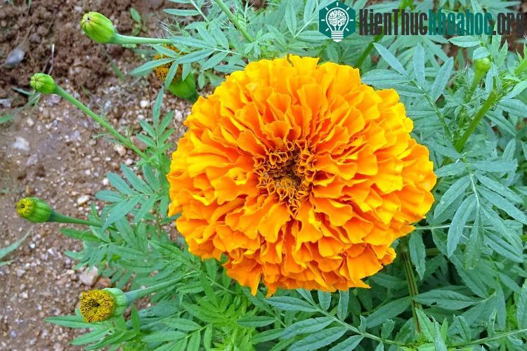 Hoa cúc vạn thọ. (Ảnh: caythuoctrongvuon).