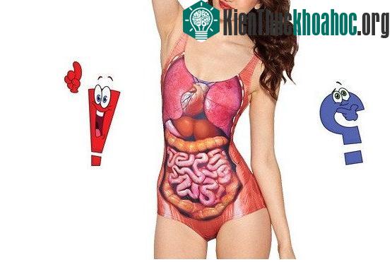 Vị trí của gan trong cơ thể con người.