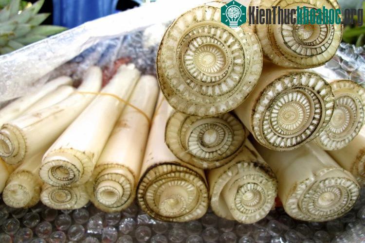 Hàm lượng kali trong thân cây chuối giúp tăng cường cơ tim.