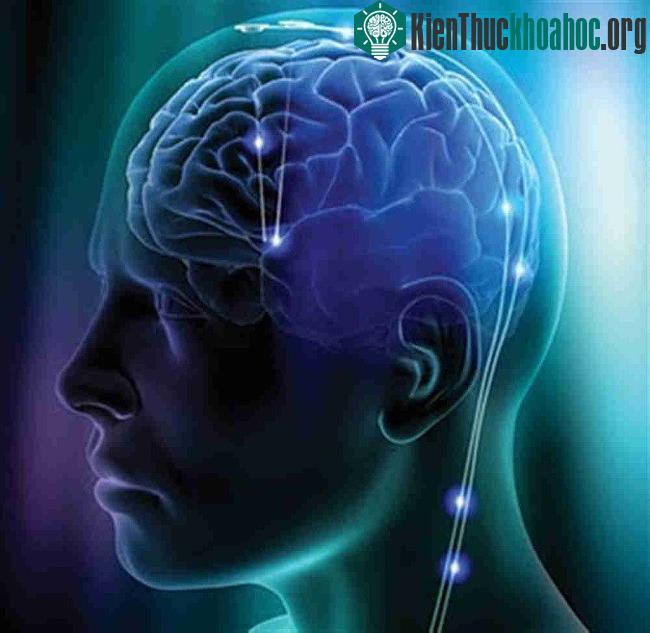 Bộ não là một trong những cấu trúc phức tạp nhất vũ trụ mà con người từng biết đến. (Nguồn ảnh: escientificnews).
