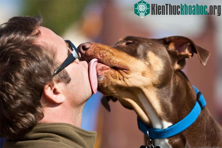 Nước bọt chó mèo dễ gây nhiễm khuẩn cho người ảnh 0