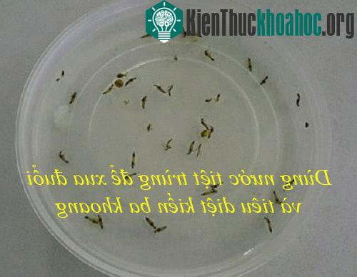 Dùng nước tiệt trùng để xua đuổi kiến ba khoang