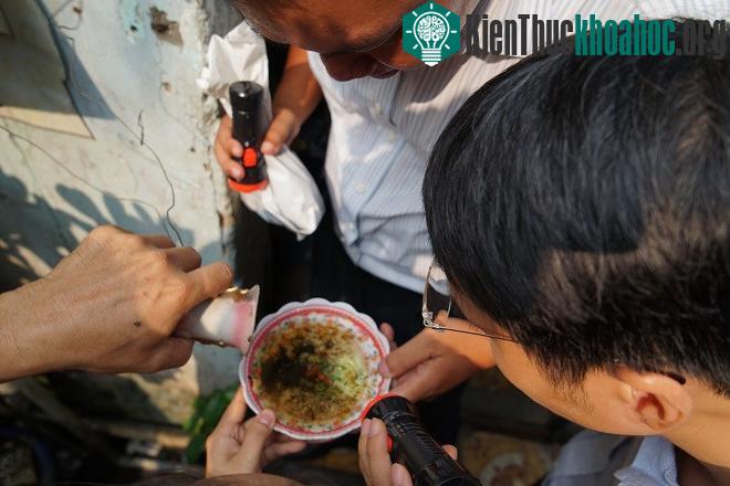 Diệt loăng quăng để hạn chế muỗi gây bệnh. (Ảnh: Thi Ngoan).