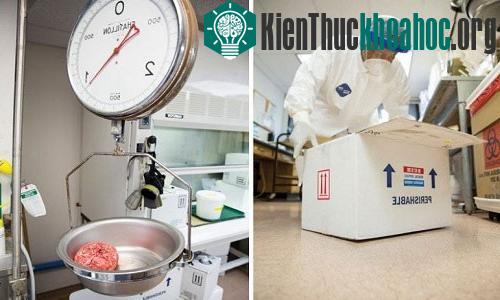 Chỉ những bộ não còn tươi mới được sử dụng trong nghiên cứu y khoa