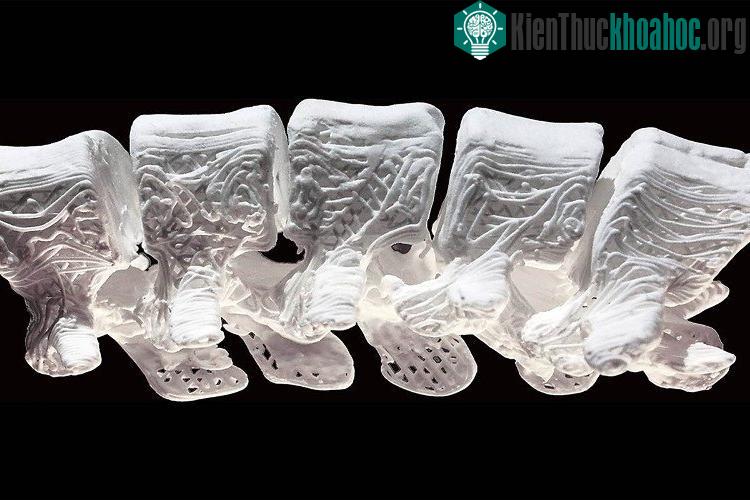Xương có độ đàn hồi cao. (Nguồn: theverge.com).