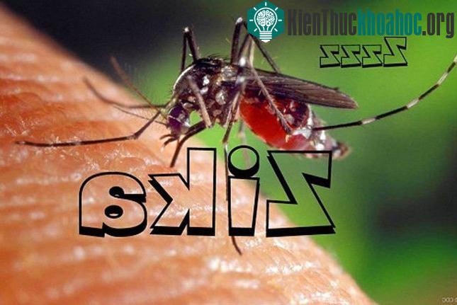 Trên thế giới đã có 72 quốc gia và vùng lãnh thổ có sự lưu hành của virus này.