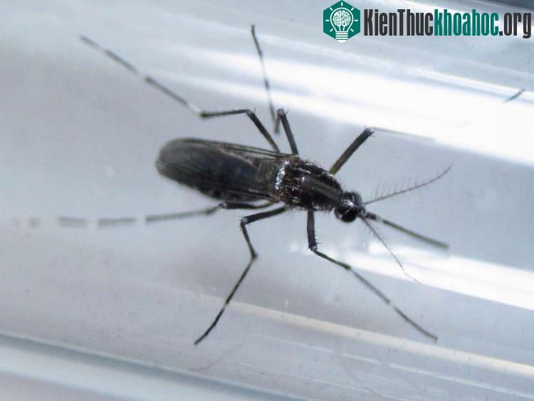 Muỗi vằn truyền virus Zika. (Ảnh: Reuters).