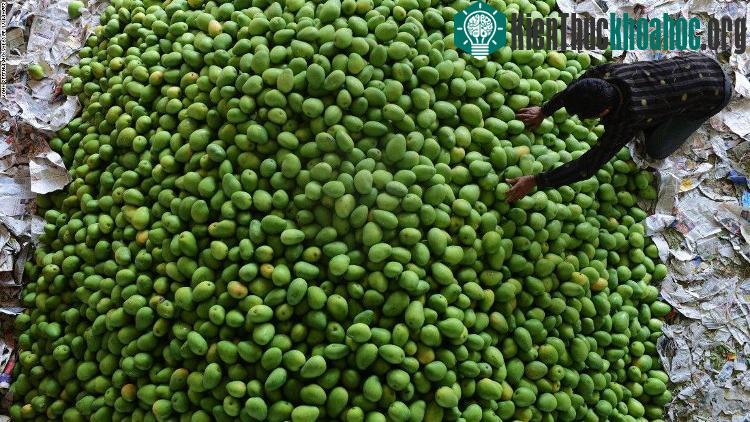 Một nông dân Ấn Độ đang kiểm tra chất lượng quả xoài ở Hyderabad hồi tháng 4/2016 – (Ảnh: AFP).