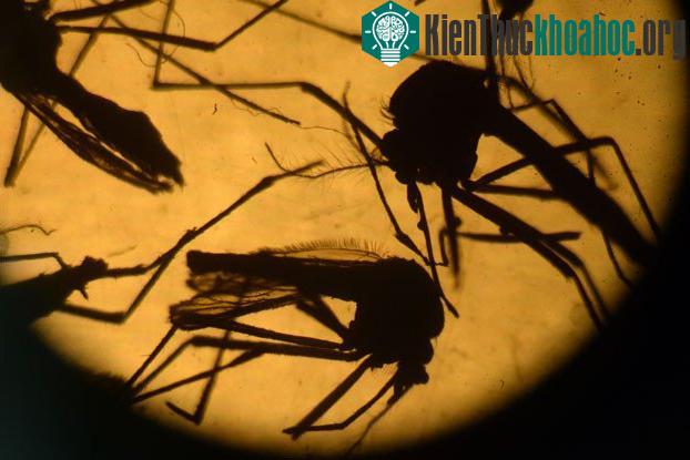 Mọi người nên chủ động phòng chống muỗi đốt, diệt muỗi và loăng quăng (bọ gậy).