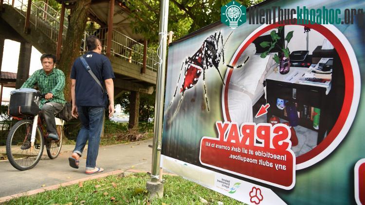 Số trường hợp nhiễm Zika ở Singapore lên gần 100 người.