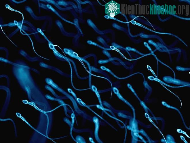 Các nhà khoa học tin rằng họ có thể tạo ra thai nhi từ tế bào da.