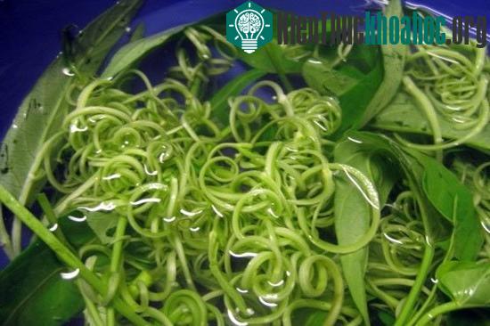Ăn rau muống sống có thể bị đầy bụng, đau bụng, dị ứng, hoặc nhiễm ký sinh trùng sán lá… lớn vô cùng nguy hiểm cho sức khỏe. (Ảnh minh họa)