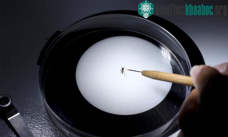 Tới năm 2017 vaccine sẽ được sử dụng rộng rãi cho tất cả mọi người.