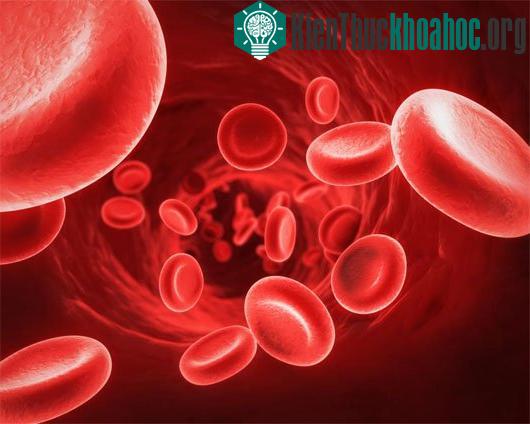 Có khoảng 46 nhóm khác nhau, nhưng những nhóm chính là O, A, B và yếu tố Rhesus (Rh).