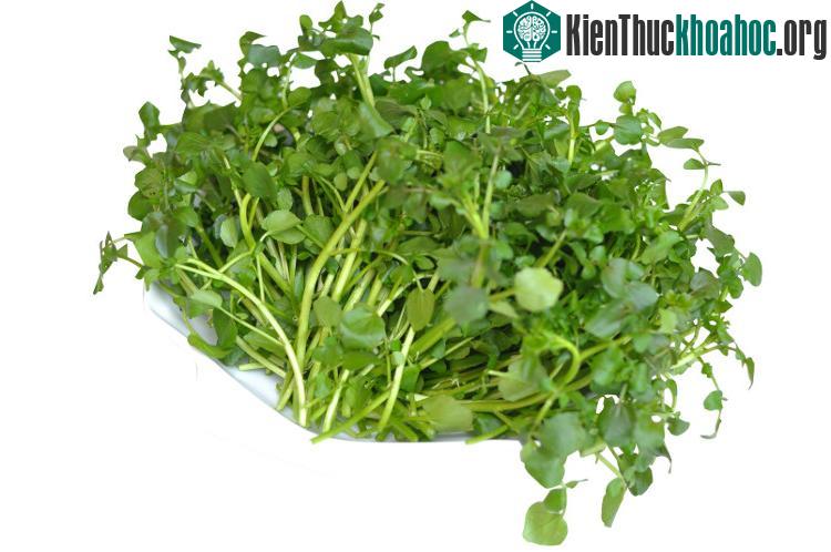 Cải xoong có thể làm giảm nguy cơ ung thư tuyến tiền liệt ở nam giới, ung thư ruột kết, ung thư cổ tử cung, ung thư vú ở phụ nữ