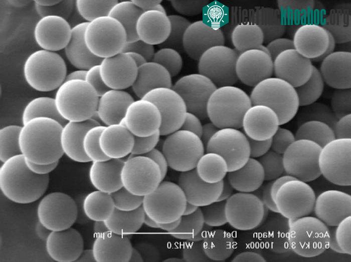 Hạt nano phân hủy khá nhanh và sau 2 tuần đã biến mất hoàn toàn.