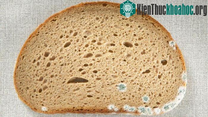 Không nên ăn bánh mì đã bị mốc