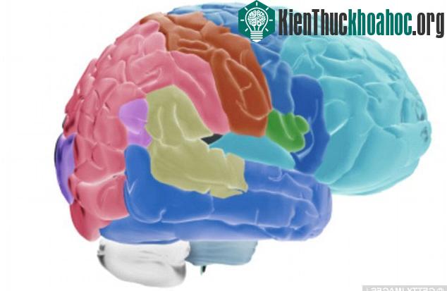 Loại thuốc khiến ti thể trong não bộ sản sinh ra ít gốc tự do - thứ được cho là nguyên nhân gây nên quá trình lão hoá.