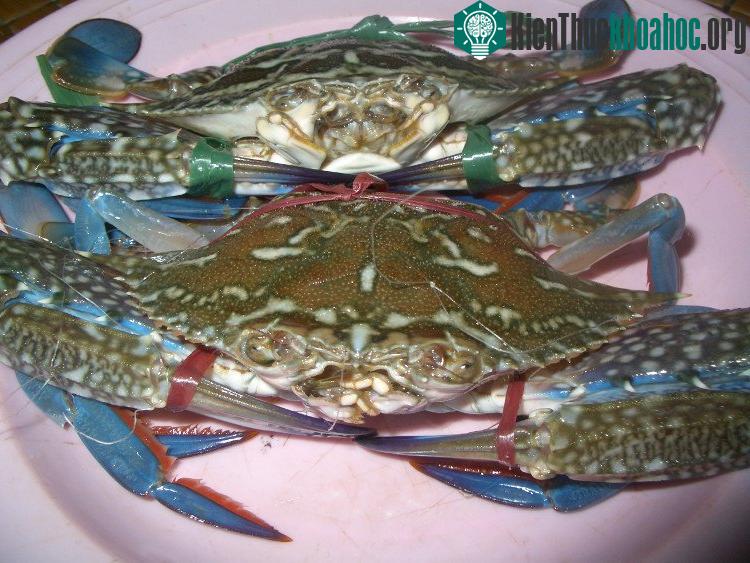 Ghẹ có gạch có màu hơi ngả vàng, các chân của ghẹ khi bóp rất chắc chứ không mềm.