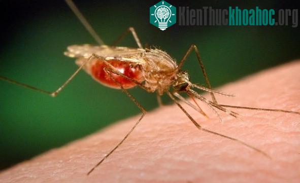 Cách giải quyết nhanh chóng khi bị côn trùng đốt