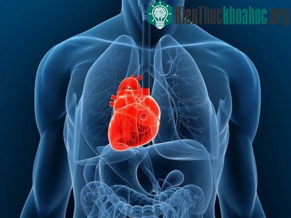 Nghiên cứu đã mở ra những cơ hội mới cho người mắc bệnh tim.