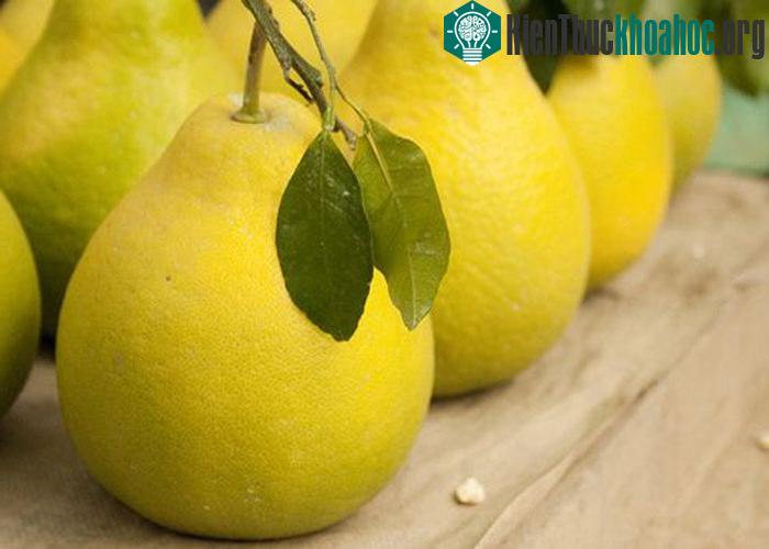 Bạn có thể quét vôi lên đầu cuống cam, chanh, bưởi để giữ cho quả được lâu.
