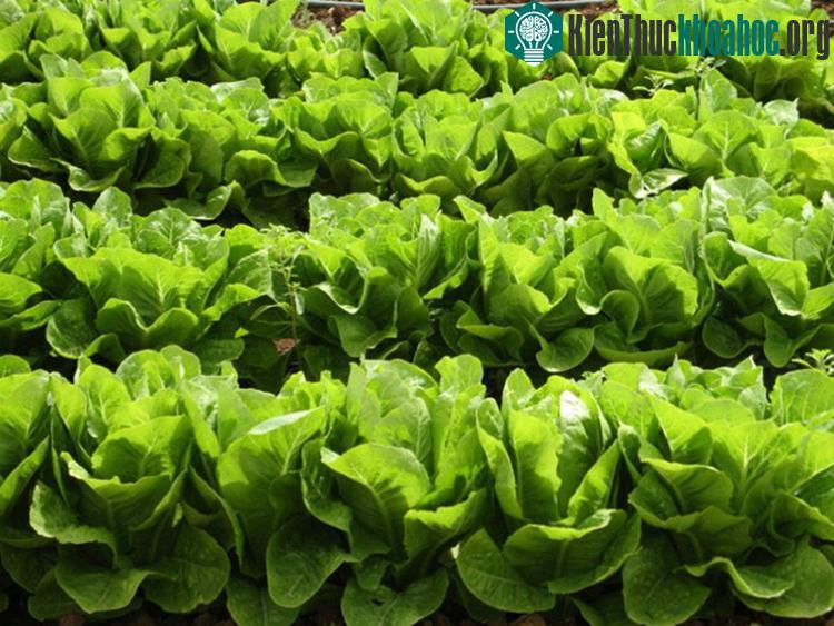 Dùng rau xà lách giúp bạn phòng tránh được nhiều loại bệnh tật bởi trong rau có nhiều vitamin và khoáng chất quý.