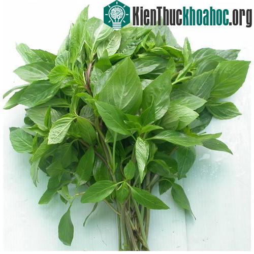 Húng quế cũng là một bài thuốc chữa viêm amidan hiệu quả nhờ có đặc tính kháng virus và chống viêm sưng.