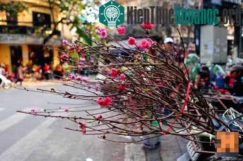 Chọn cành đào to nhỏ tùy theo không gian diện tích nhà.