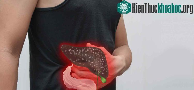 Gan thậm chí còn tạo ra một số protein mà cơ thể cần cho các hoạt động trao đổi chất thích hợp.
