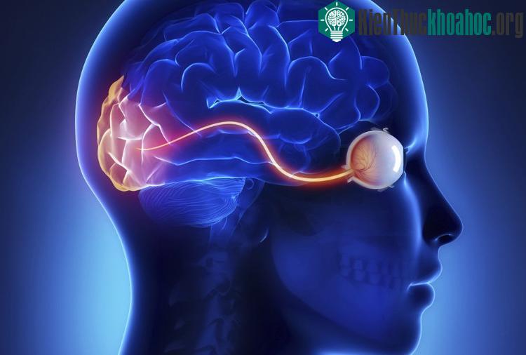 Mất thị lực sau tai nạn chấn thương não là khá phổ biến.