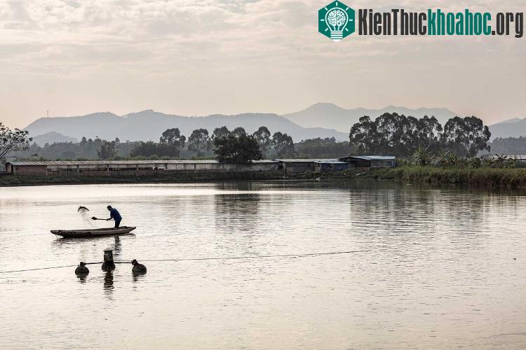 Nông dân Trung Quốc thường trộn rất nhiều kháng sinh vào thức ăn chăn nuôi.