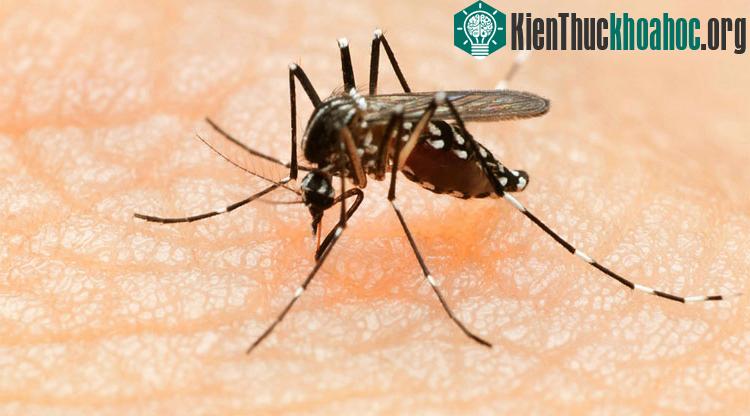 Virus tồn tại trong tinh dịch lên đến 6 tháng.