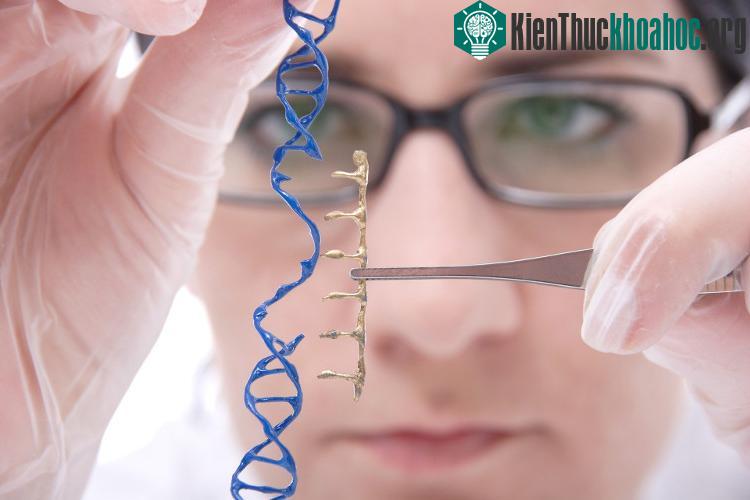 Bằng công nghệ CRISPR-Cas9, người ta có thể loại bỏ tất cả các gene có khả năng gây bệnh.
