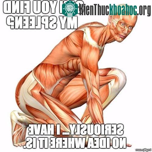 Lá lách còn là nơi lưu trữ các bạch cầu đơn nhân (monocytes), một dạng của tế bào máu trắng.