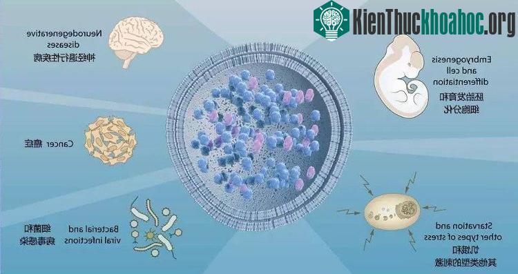 Nghiên cứu về tế bào tự thực có thể giúp điều trị các căn bệnh hiểm nghèo. (Ảnh: Bestchinanews).