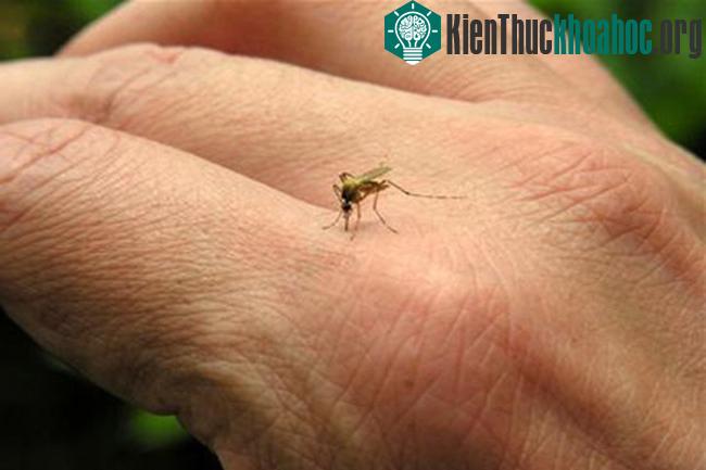 Thời gian ủ bệnh Zika khoảng 2-12 ngày sau khi bị muỗi đốt.