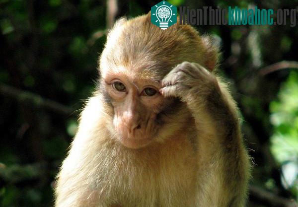 Cấy tế bào gốc của khỉ chữa thành công bệnh tim ảnh 1