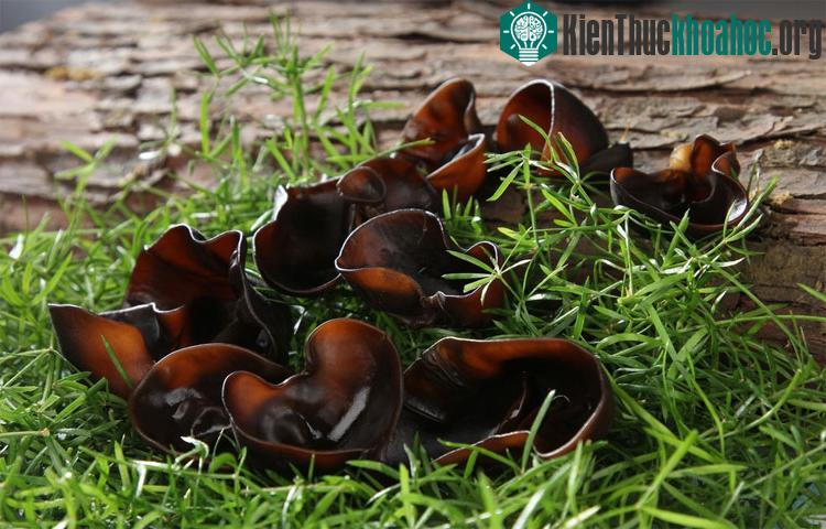 Không nên dùng mộc nhĩ tươi vì nó chứa một chất cảm quang, có thể gây ra bệnh viêm da.