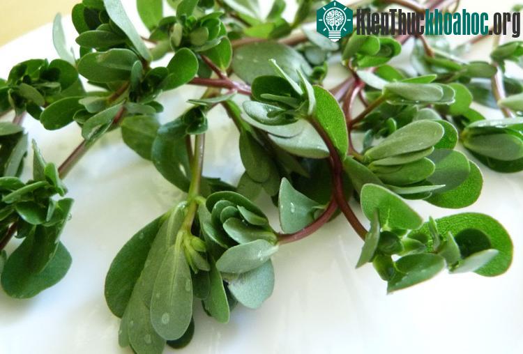 Rau sam thường dùng chữa các bệnh đường tiêu hóa, viêm ruột cấp, viêm ruột thừa cấp...