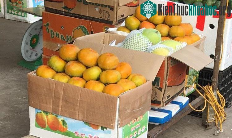 Loại hồng vuông của Trung Quốc rất giống hồng vuông của Mộc Châu.