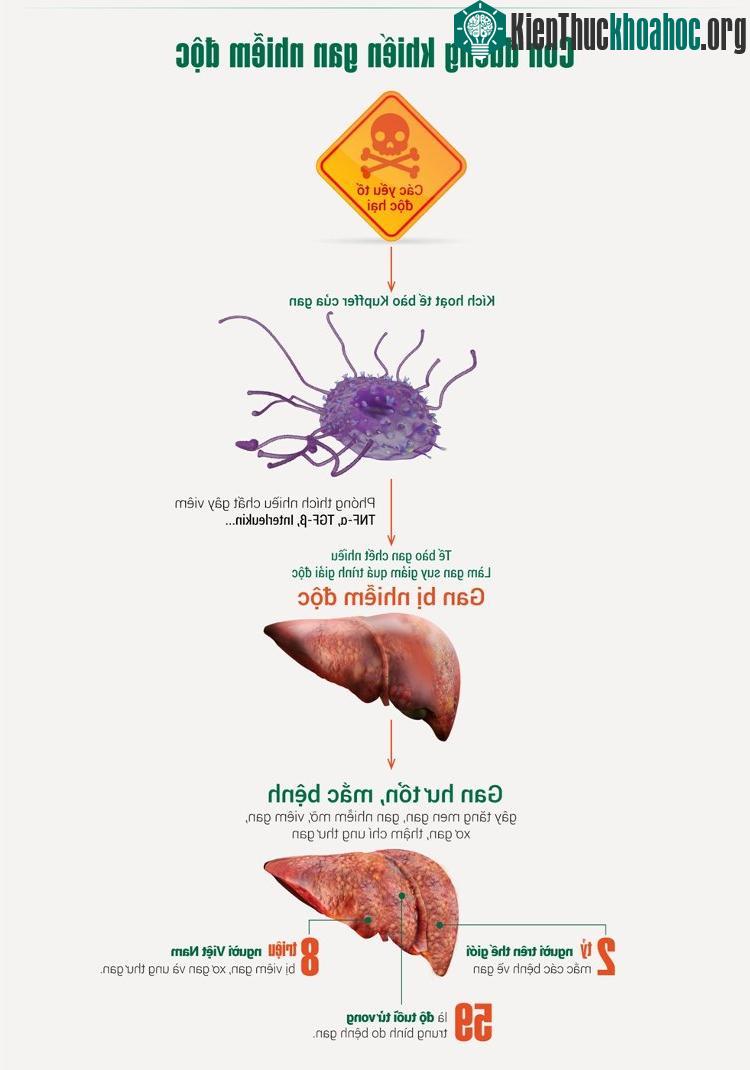 Tế bào gan chết nhiều làm gan suy giảm quá trình giải độc dẫn đến việc gan bị nhiễm độc.