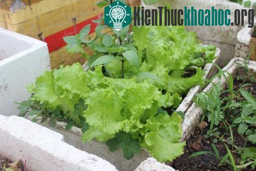 Trên sân thượng, bác sĩ Hùng tự trồng rau vào thùng xốp. (Ảnh: Bác sĩ cung cấp).