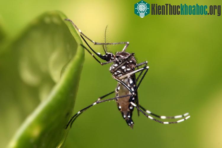 WHO đã ra khuyến cáo đối với cả nam và nữ, những người vừa di chuyển từ vùng có dịch virus Zika. (Ảnh: minh họa).